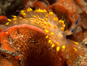 janolus barbarensis nudibranch